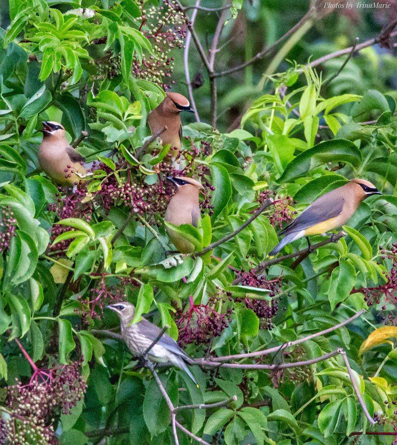American Elderberry Ripens When Cedar Waxwings Want Fruit