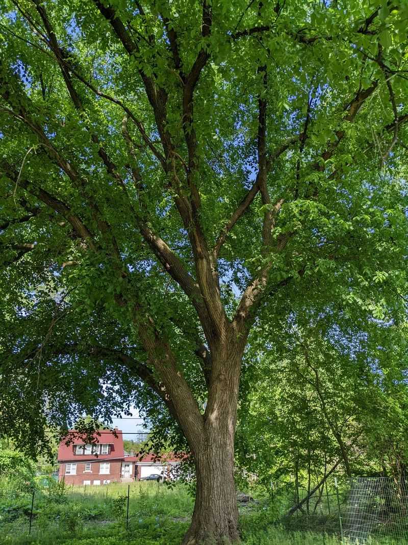 American Elm
