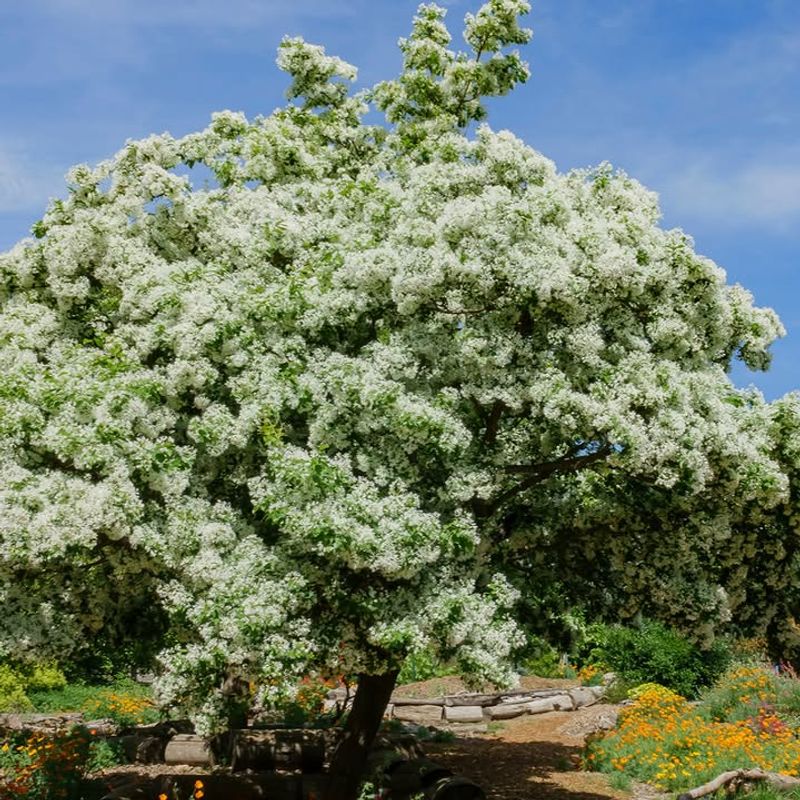 American Fringe Tree American Fringe Tree