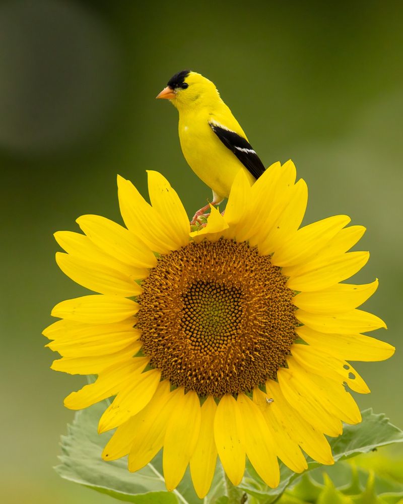 American Goldfinches Bring Bright Yellow Summer Color