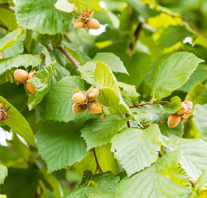 American Hazelnut American Hazelnut