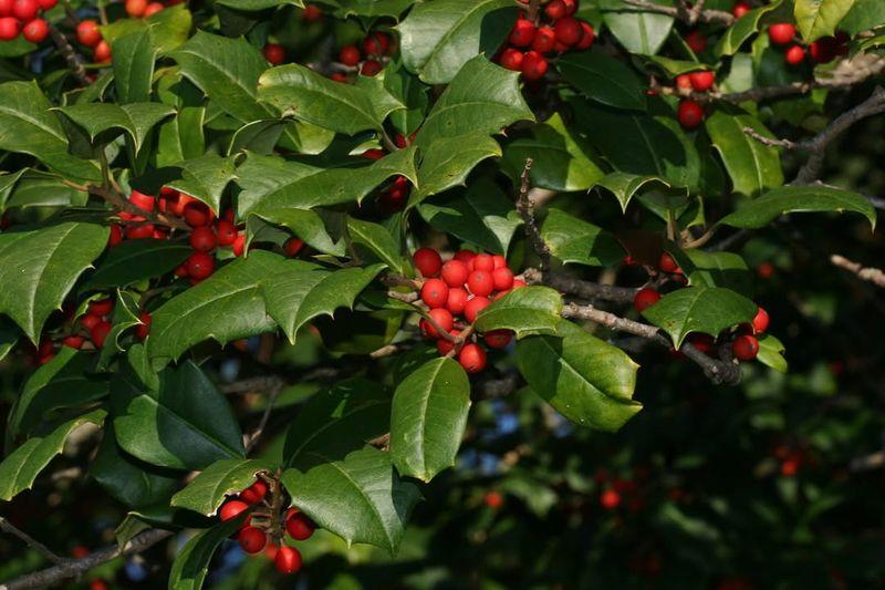American Holly 