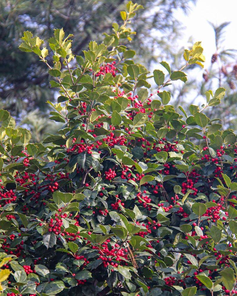 American Holly American Holly