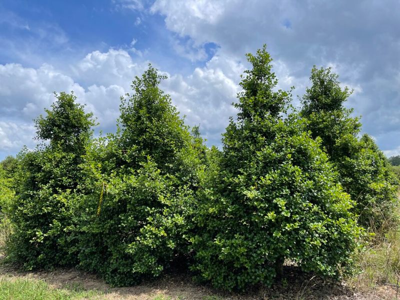 American Holly Adds Evergreen Shelter And Winter Berries American Holly Adds Evergreen Shelter And Winter Berries