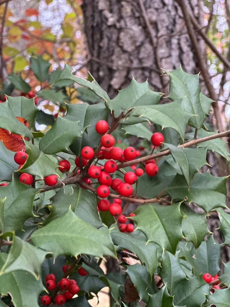 American Holly Adds Evergreen Structure