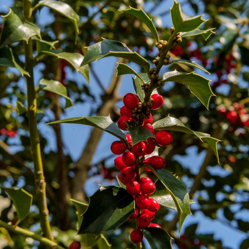 American Holly Gives Larger Yards Year-Round Cover