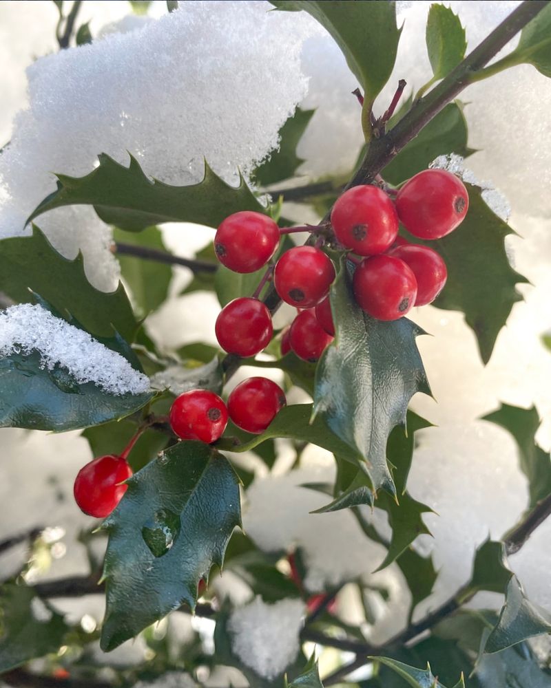 American Holly (Ilex Opaca) American Holly (Ilex Opaca)