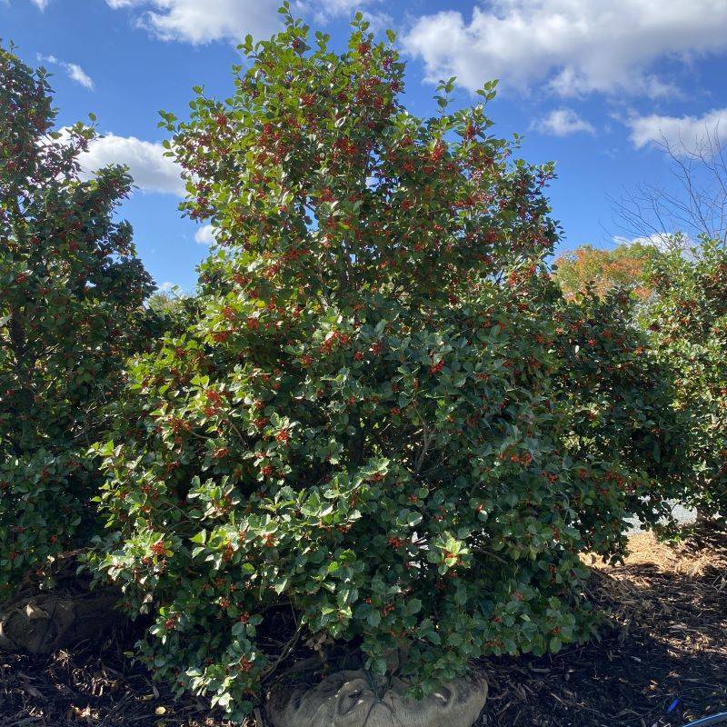 American Holly Stays Full Through Every Season