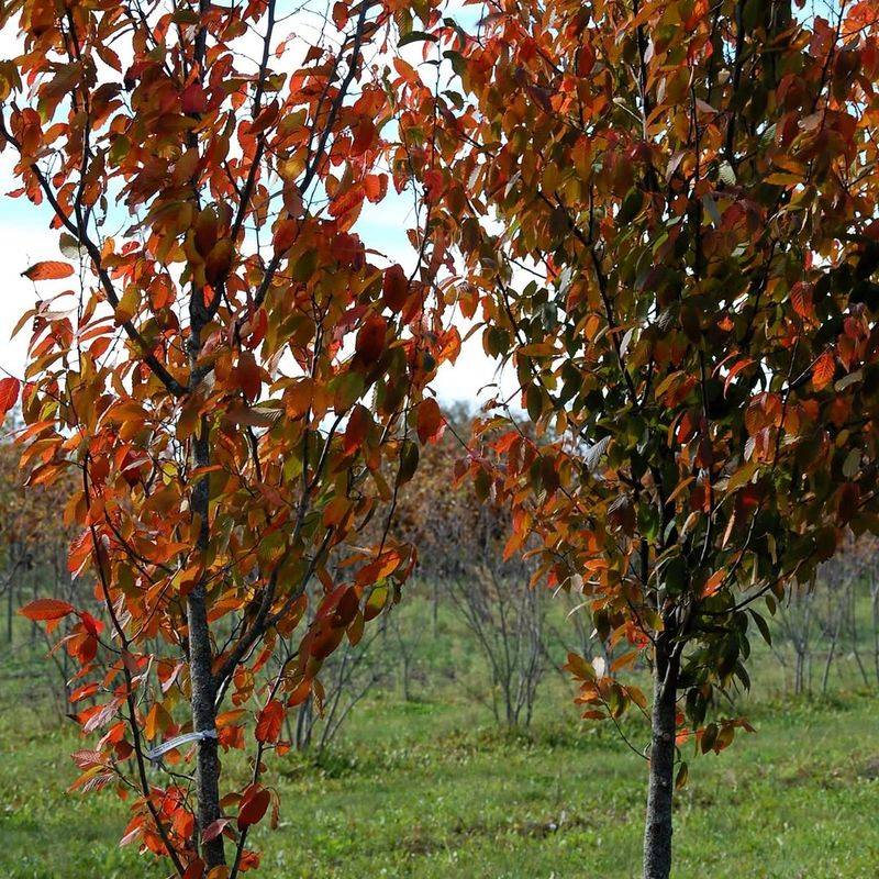 American Hornbeam 