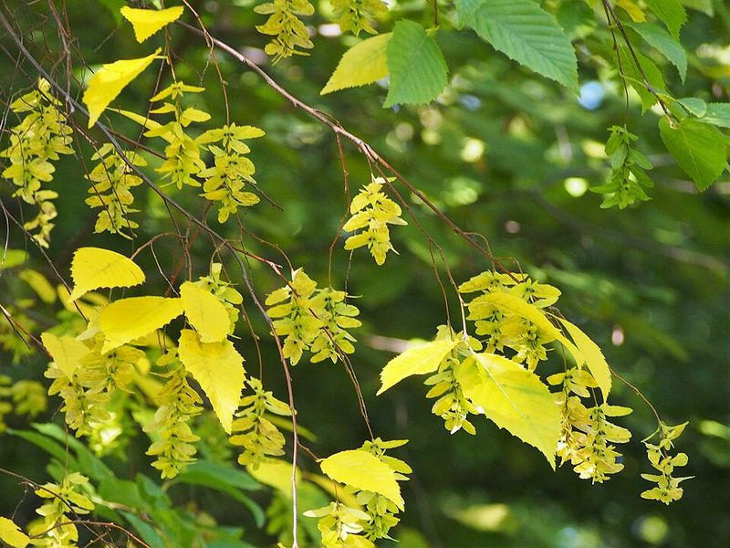 American Hornbeam Handles Tight Spaces Better