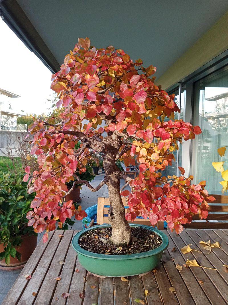 American Hornbeam American Hornbeam