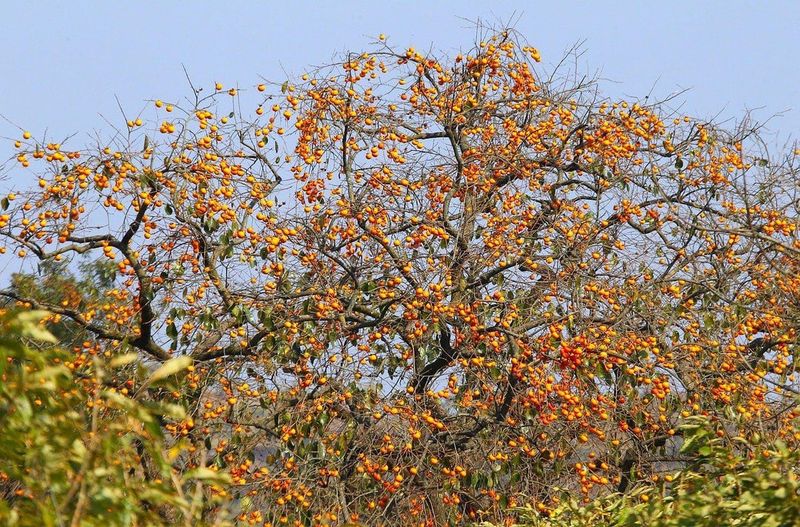 American Persimmon American Persimmon