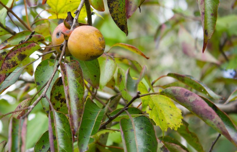 American Persimmon Fits Georgia Landscapes Naturally