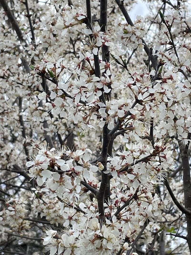 American Plum Brings White Blooms