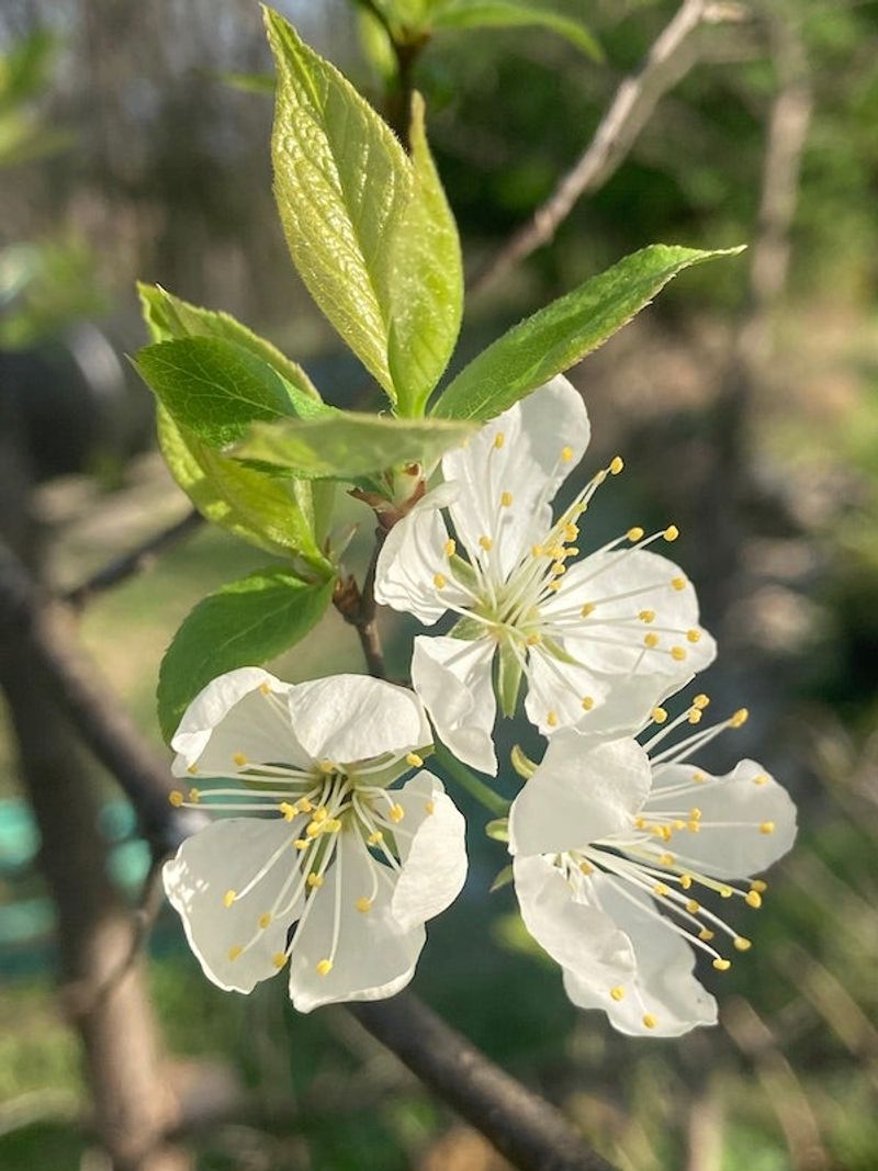 American Plum Offers Spring Blooms American Plum Offers Spring Blooms