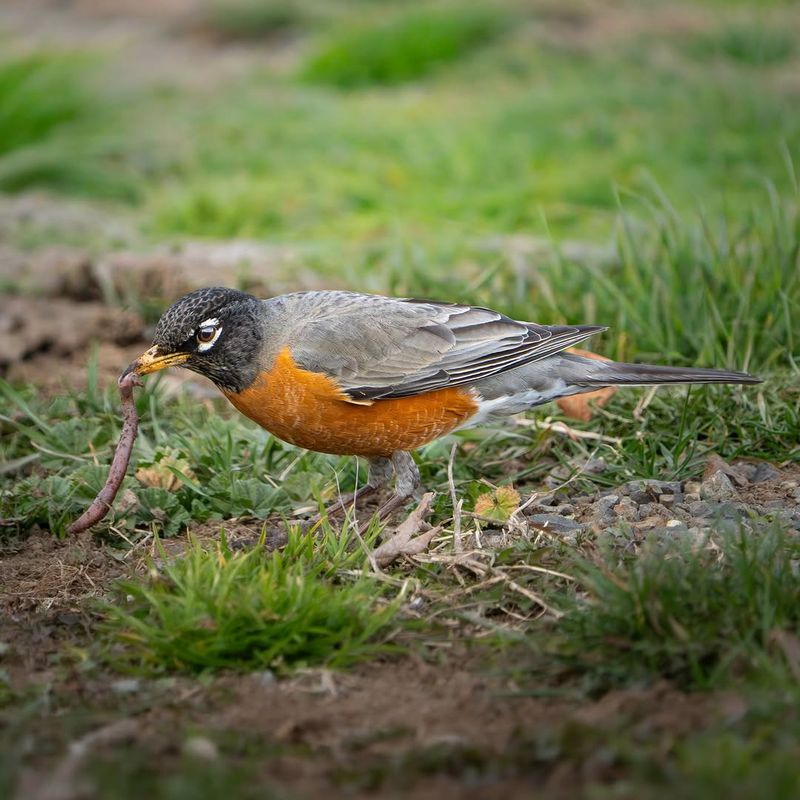 American Robins Hunt Worms Across Oregon Lawns