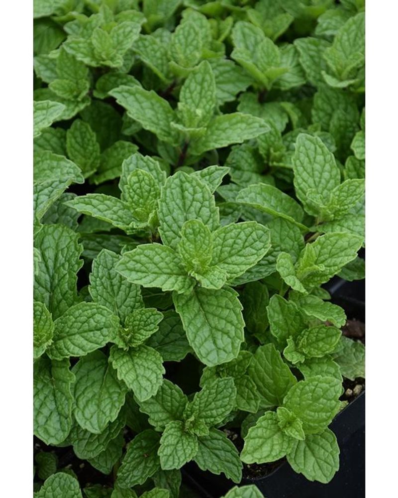 American Wild Mint American Wild Mint