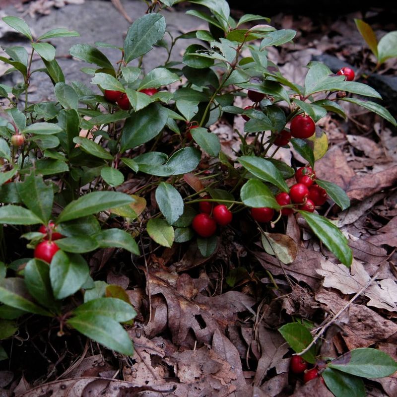 American Wintergreen