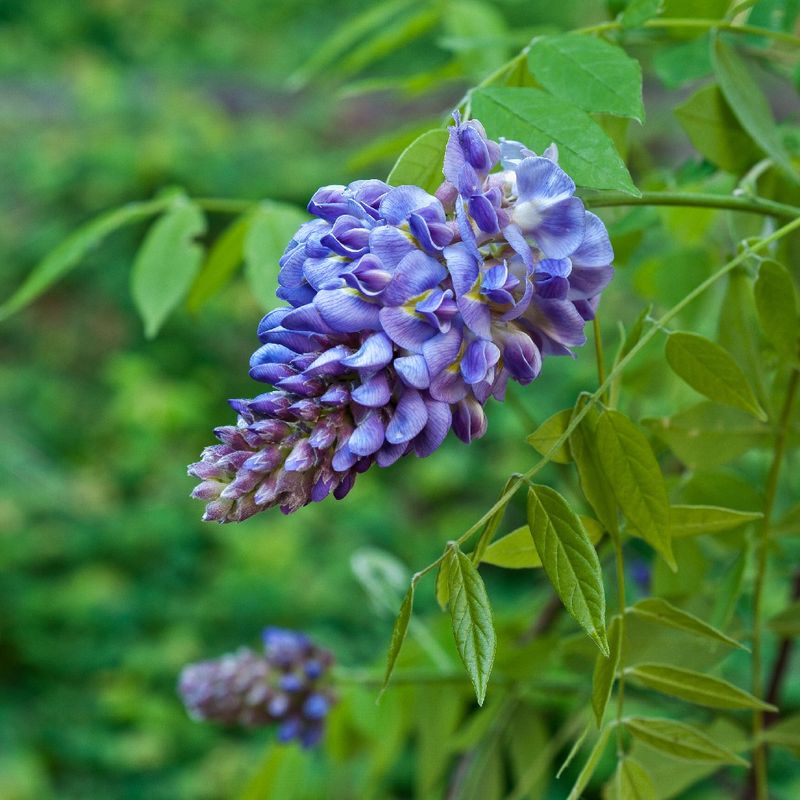 American Wisteria Adds Hanging Flowers