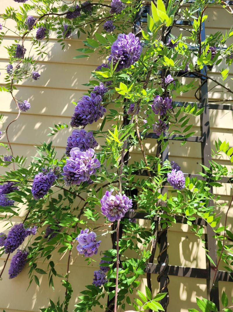 American Wisteria Brings The Same Cascading Flowers