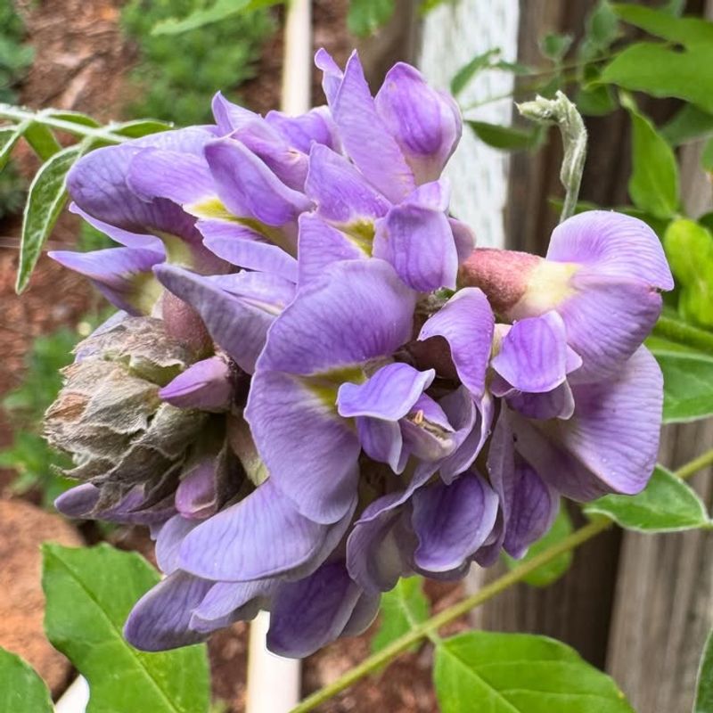 American Wisteria Covers Structures Without Becoming Invasive