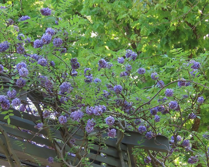 American Wisteria Gives Georgia Gardens A Better Behaved Vine American Wisteria Gives Georgia Gardens A Better Behaved Vine