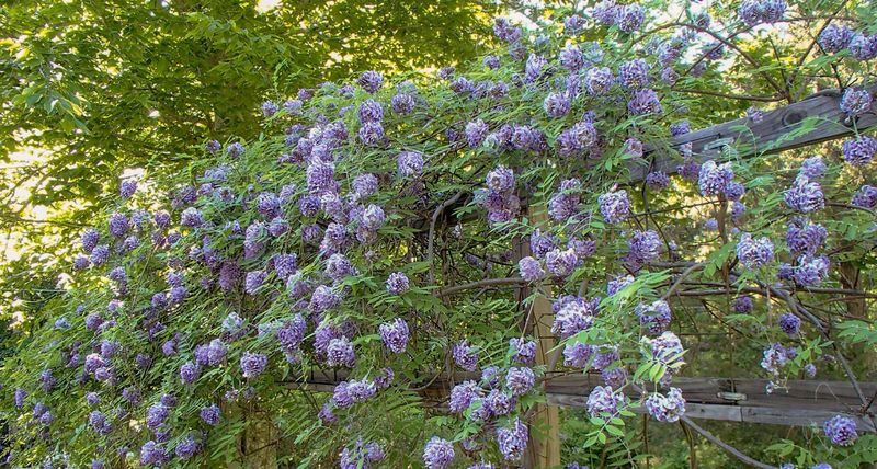American Wisteria Grows Into A Big Long-Term Screen American Wisteria Grows Into A Big Long-Term Screen