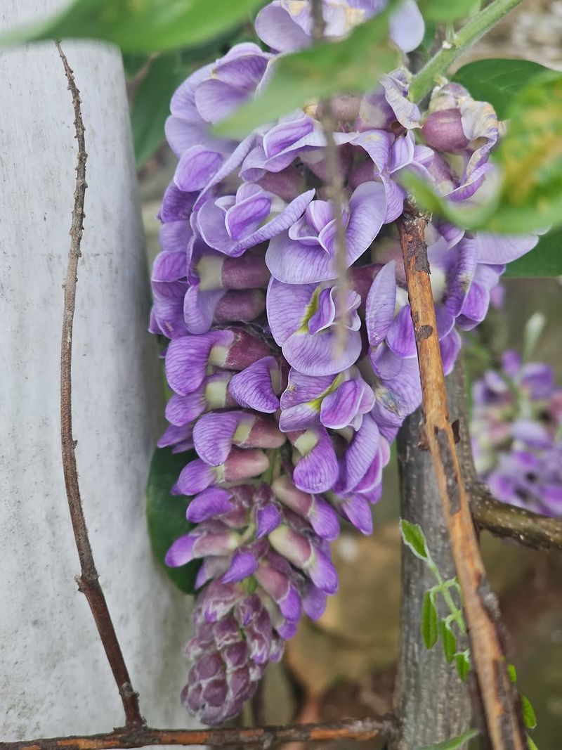 American Wisteria Is The Better Wisteria Choice