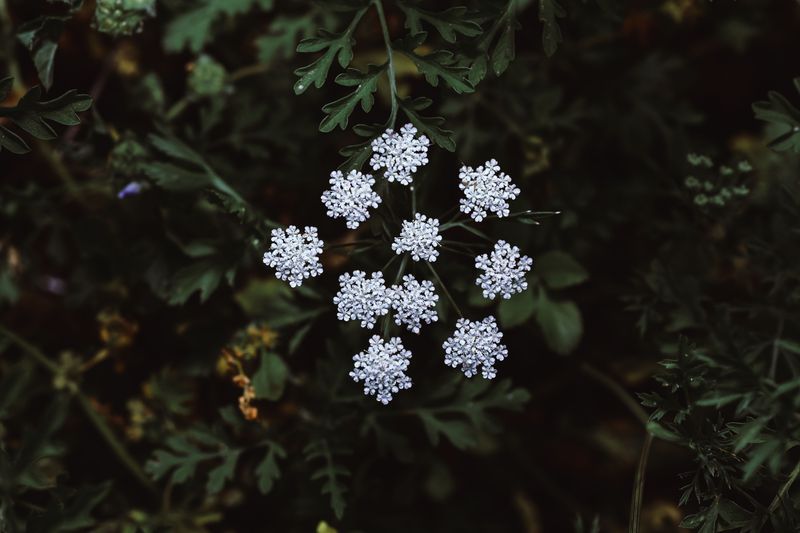 Ammi Is The White Filler That Makes Every Bouquet Look Intentional Ammi Is The White Filler That Makes Every Bouquet Look Intentional