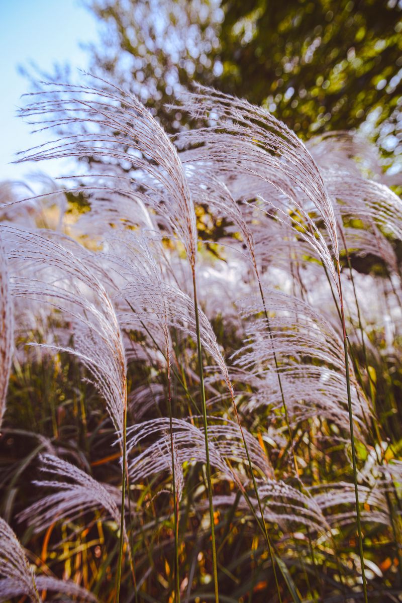 Amur Silver Grass Amur Silver Grass