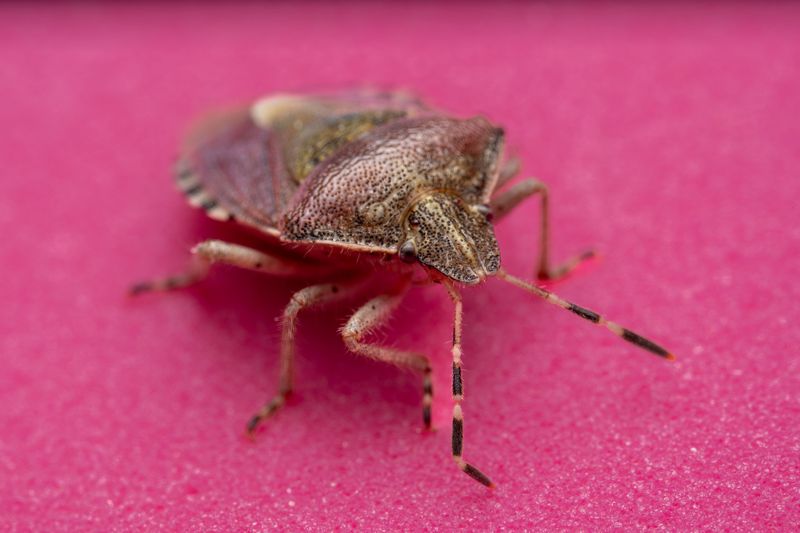 An Infestation Could Already Be In Your Walls