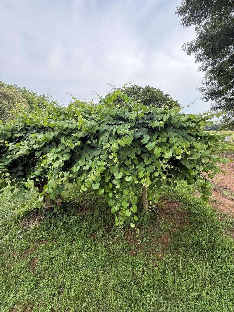 An Organized Canopy Transforms Harvest Time An Organized Canopy Transforms Harvest Time