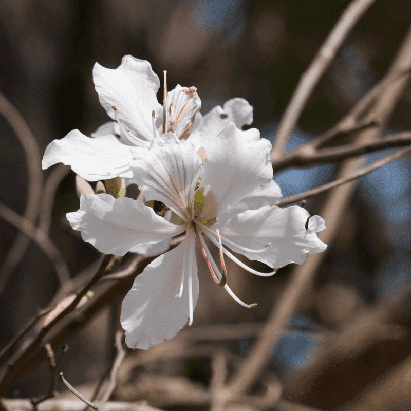 Anacacho Orchid Tree Fits Smaller Arizona Yards Anacacho Orchid Tree Fits Smaller Arizona Yards