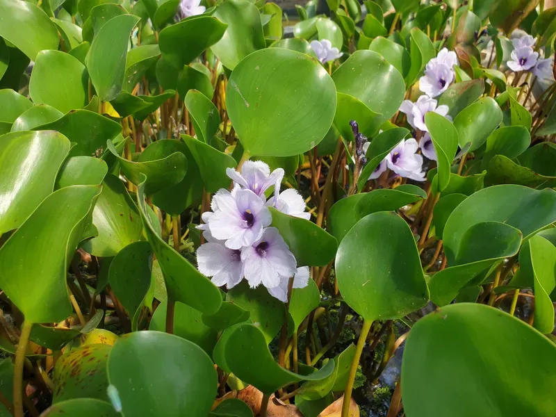 Anchored Water Hyacinth