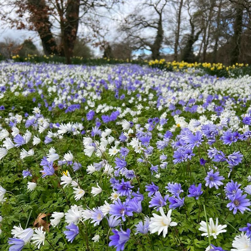 Anemone