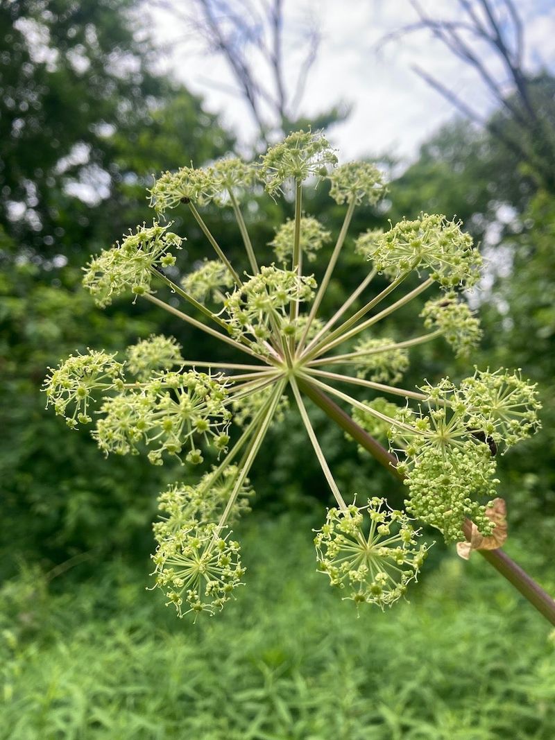 Angelica Adds Height In Wet Areas