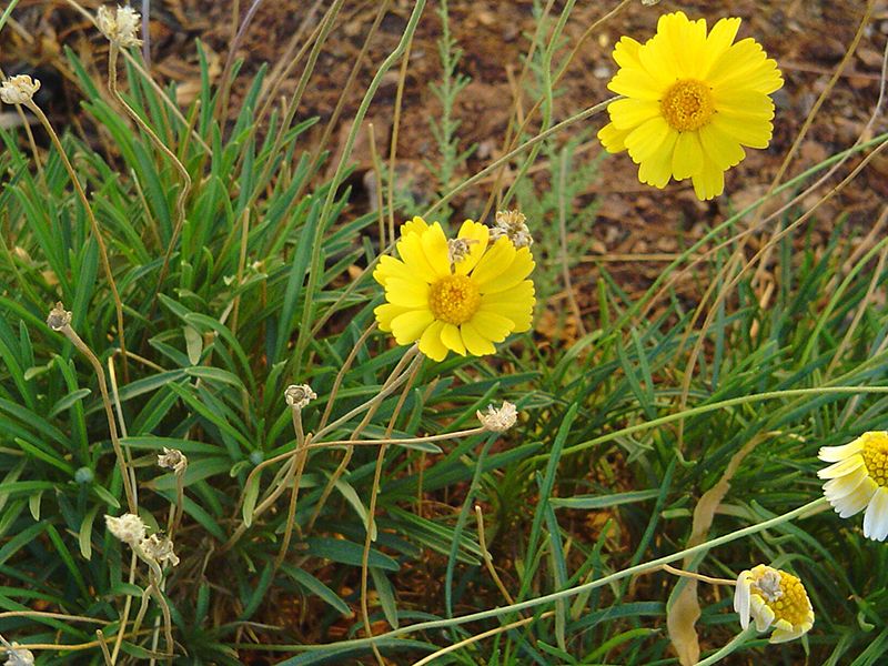Angelita Daisy Blooms For Months In The Heat
