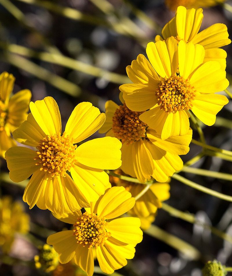 Angelita Daisy Puts On A New Flower Show After Summer Rain