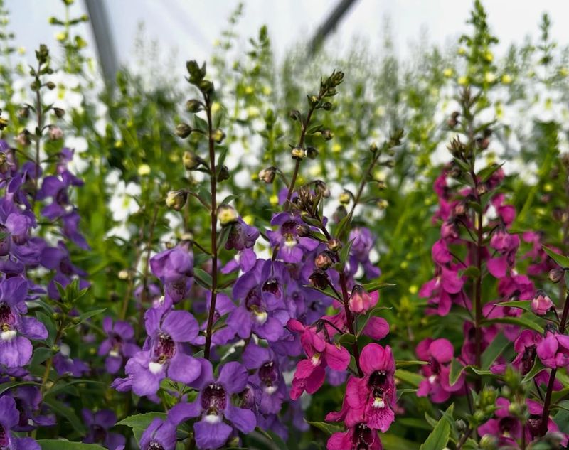 Angelonia