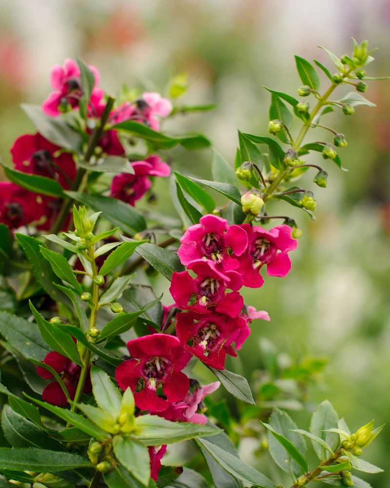 Angelonia Stands Tall When Other Blooms Sag Angelonia Stands Tall When Other Blooms Sag
