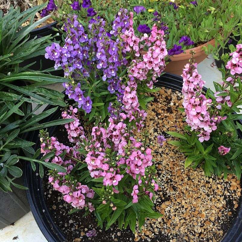 Angelonia Stands Taller After Spring Planting