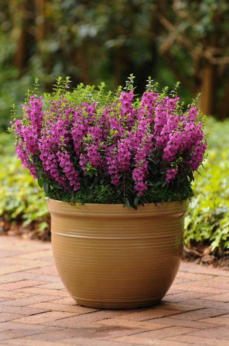 Angelonia Stands Taller As Summer Containers Fade Angelonia Stands Taller As Summer Containers Fade