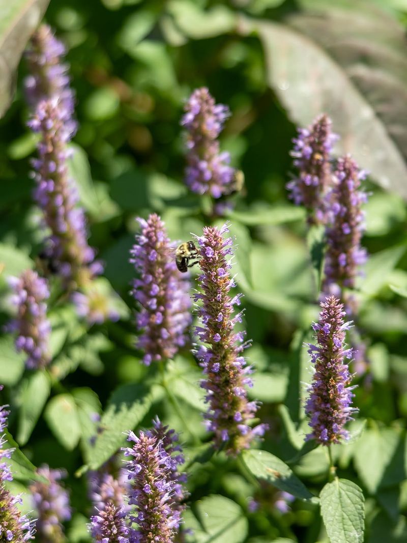 Anise Hyssop