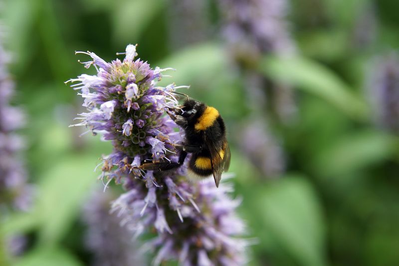 Anise Hyssop (Agastache Foeniculum)
