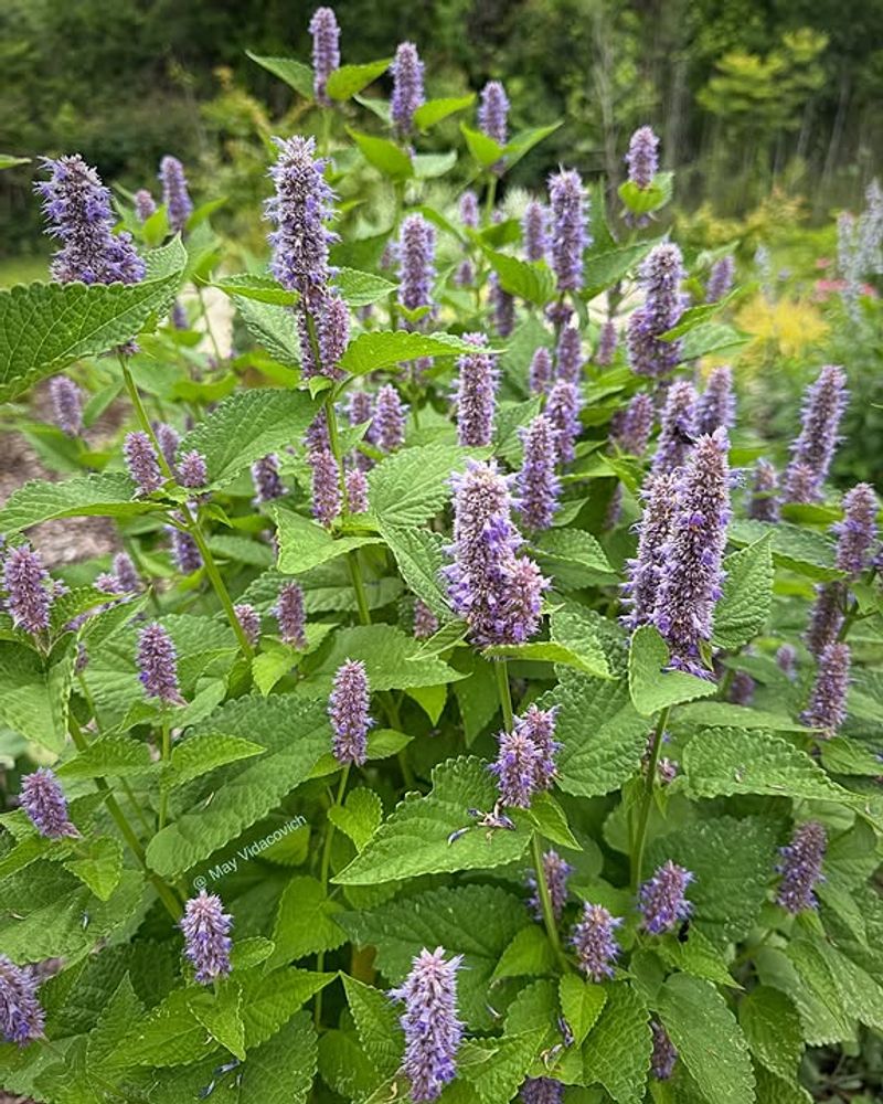 Anise Hyssop Stretches The Flower Show Through Hot Weather Anise Hyssop Stretches The Flower Show Through Hot Weather