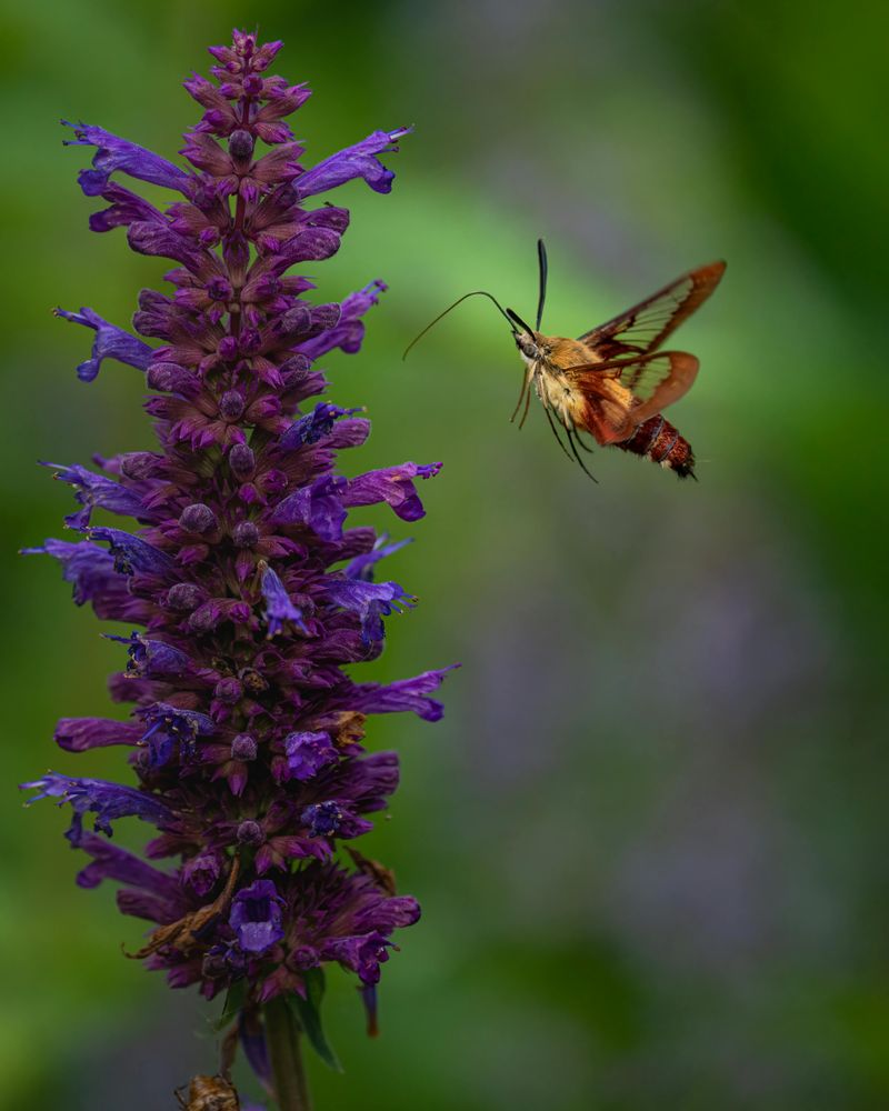 Anise Hyssop Anise Hyssop