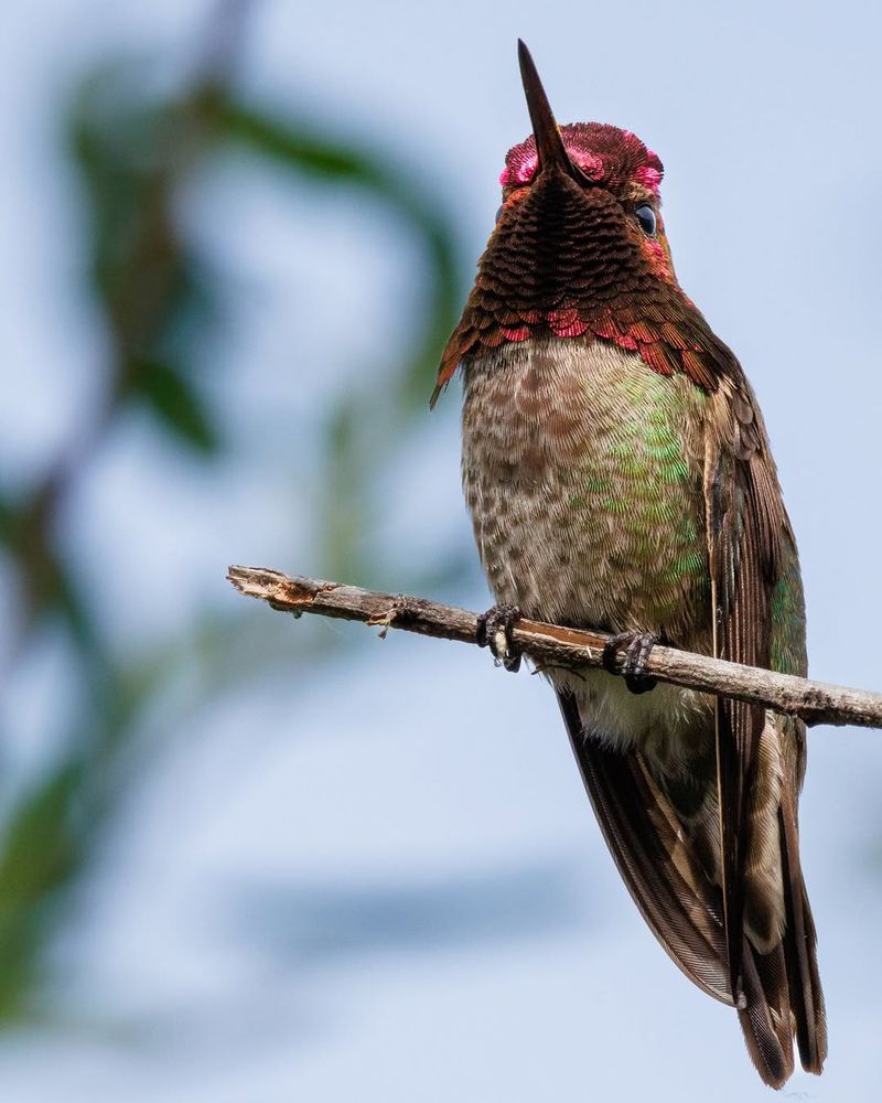 Anna's Hummingbird Is The Year-Round One Anna's Hummingbird Is The Year-Round One