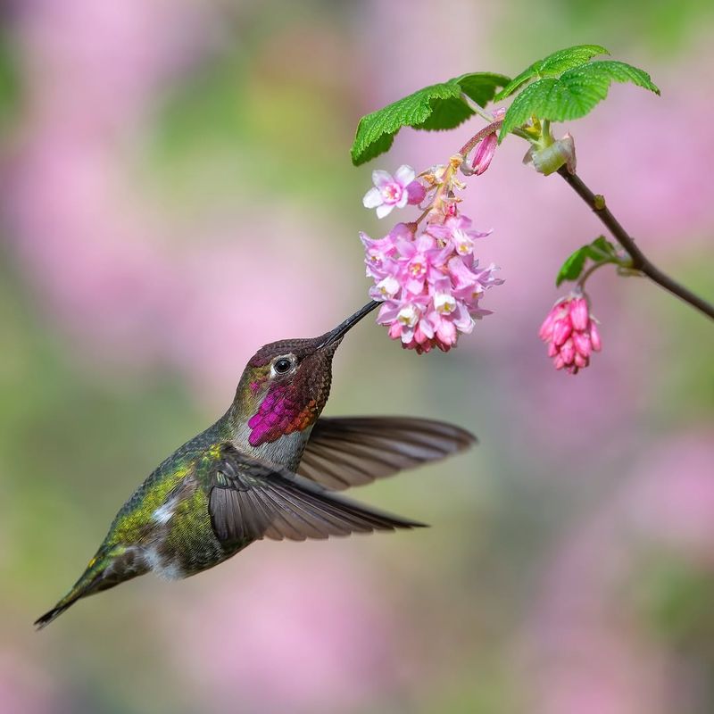 Anna's Hummingbirds Stay In Many Oregon Yards Year-Round