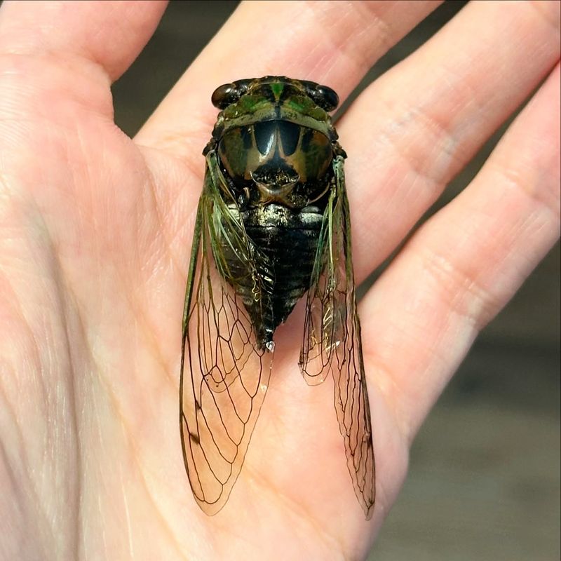 Annual Cicadas Are Often The Main Summer Sound