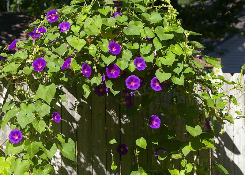 Annual Morning Glory Adds Fast Summer Color